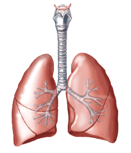 lungs-2ivfnn4